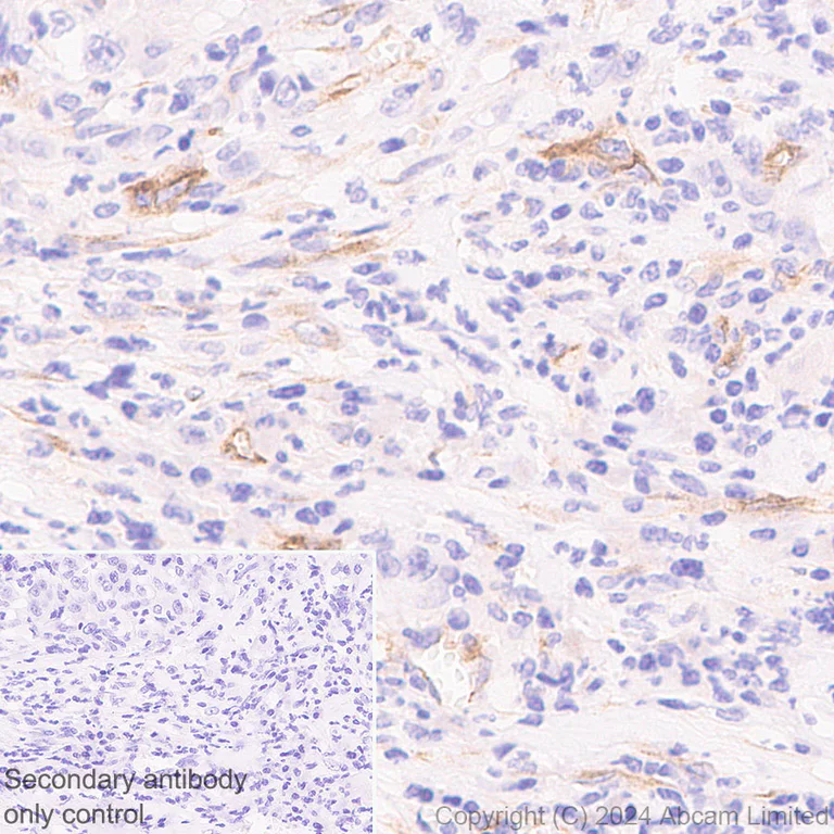 Immunohistochemistry (Formalin/PFA-fixed paraffin-embedded sections) - Anti-beta V Tubulin antibody [AA17] (AB322871)