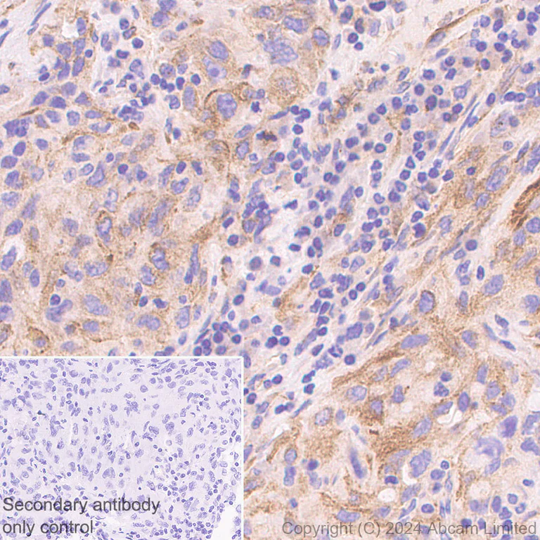 Immunohistochemistry (Formalin/PFA-fixed paraffin-embedded sections) - Anti-beta V Tubulin antibody [AA17] - BSA and Azide free (AB324805)