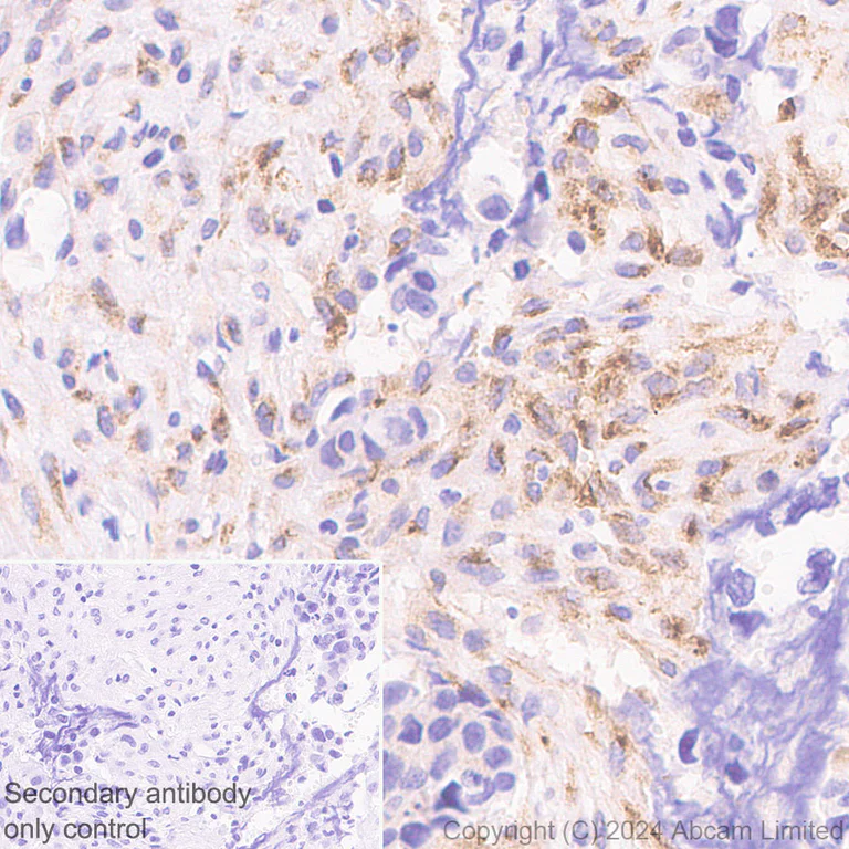 Immunohistochemistry (Formalin/PFA-fixed paraffin-embedded sections) - Anti-beta V Tubulin antibody [AA17] - BSA and Azide free (AB324805)