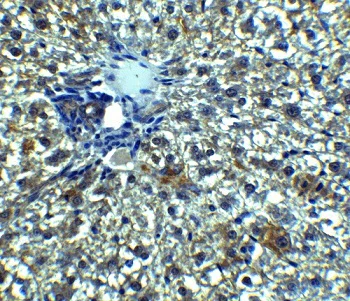 Immunohistochemistry (Formalin/PFA-fixed paraffin-embedded sections) - Anti-Betatrophin antibody - N-terminal (AB180915)