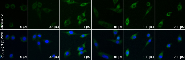 Functional Studies - Betulinic acid, TGR5 agonist (AB120654), expandable thumbnail