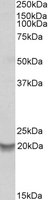 Western blot - Anti-BFL-1/GRS antibody (AB106825)