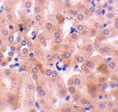 Immunohistochemistry (Formalin/PFA-fixed paraffin-embedded sections) - Anti-BFL-1/GRS antibody (AB45413)
