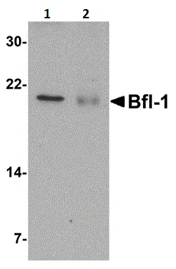 Western blot - Anti-BFL-1/GRS antibody (AB45413)