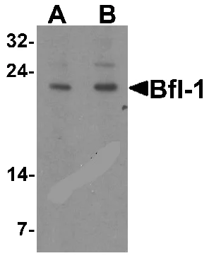 Western blot - Anti-BFL-1/GRS antibody (AB45414)