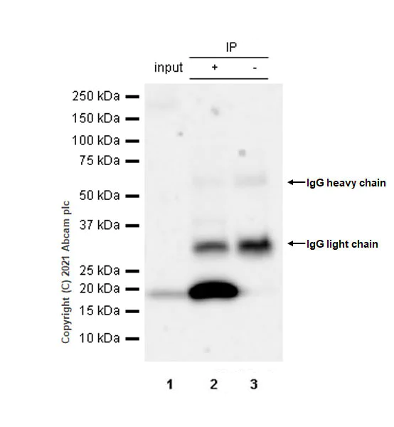 Immunoprecipitation - Anti-BFL-1/GRS antibody [EPR24587-176] - BSA and Azide free (AB287162)