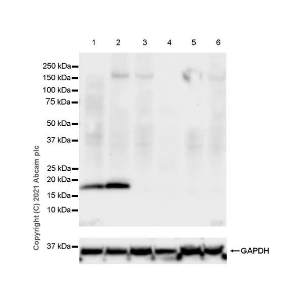 Western blot - Anti-BFL-1/GRS antibody [EPR24587-176] - BSA and Azide free (AB287162)
