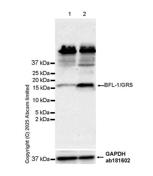 Western blot - Anti-BFL-1/GRS antibody [EPR29690-8] (AB326727)