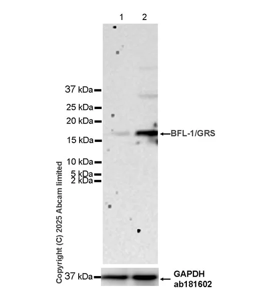 Western blot - Anti-BFL-1/GRS antibody [EPR29690-8] (AB326727)