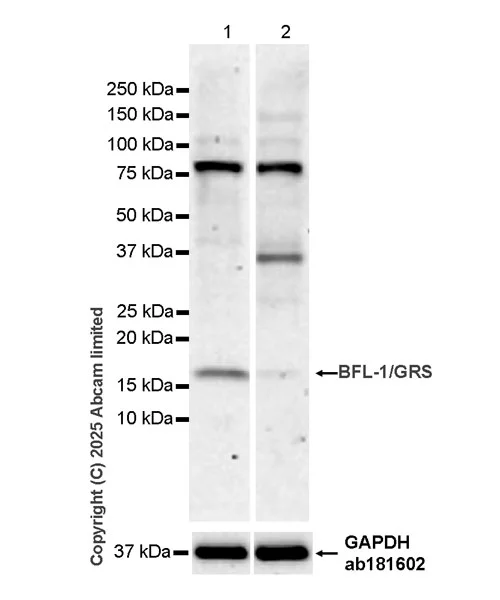 Western blot - Anti-BFL-1/GRS antibody [EPR29690-8] (AB326727)