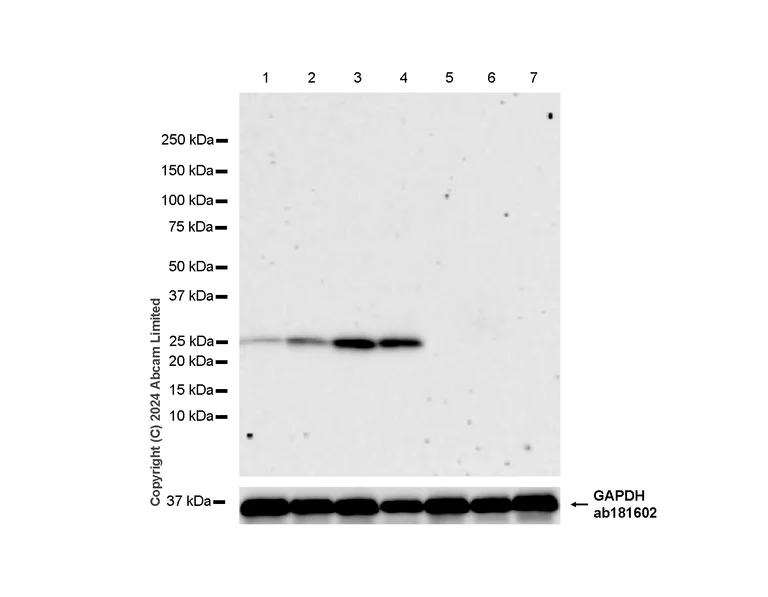 Western blot - Anti-BFL-1/GRS antibody [SP435] - BSA and Azide free (AB253247)