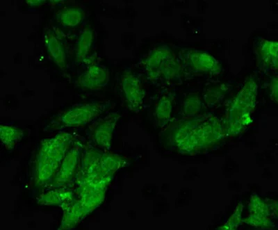 Immunocytochemistry/ Immunofluorescence - Anti-BHC80 / PHF21A antibody (AB224612)