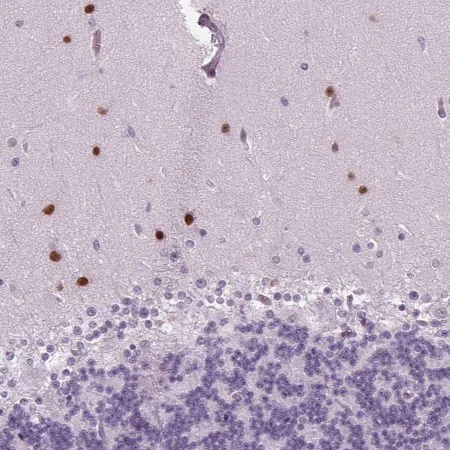 Immunohistochemistry (Formalin/PFA-fixed paraffin-embedded sections) - Anti-BHLHB5 antibody (AB204791)