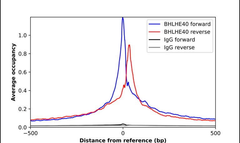 ChIP - Anti-BHLHE40 Antibody (AB327215)