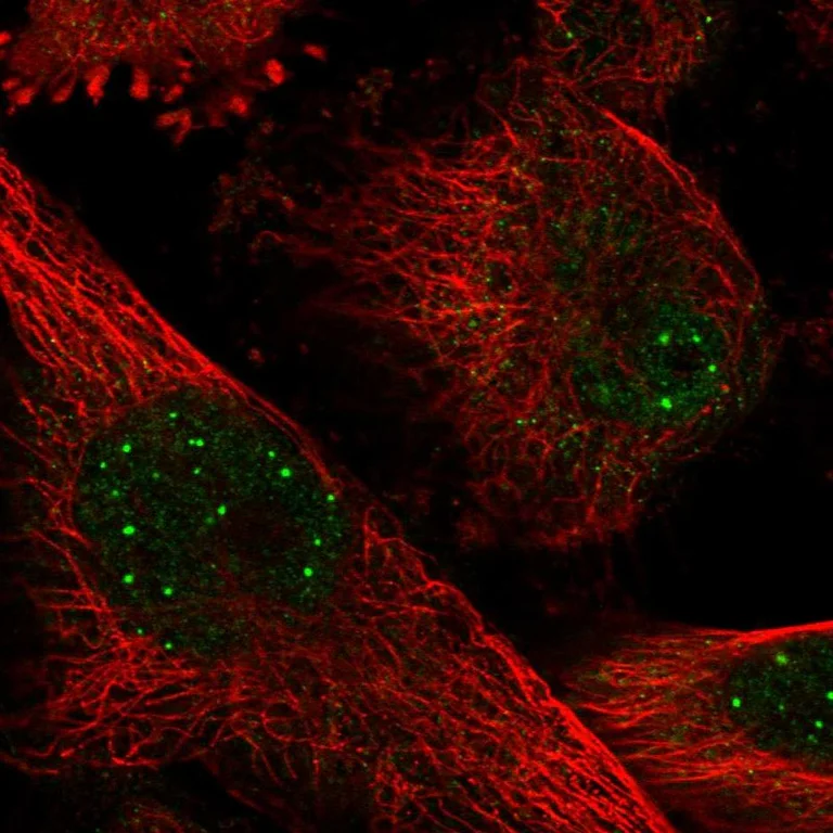 Immunocytochemistry/ Immunofluorescence - Anti-BHLHE40 Antibody (AB327215)