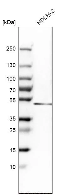Western blot - Anti-BHLHE40 Antibody (AB327215)