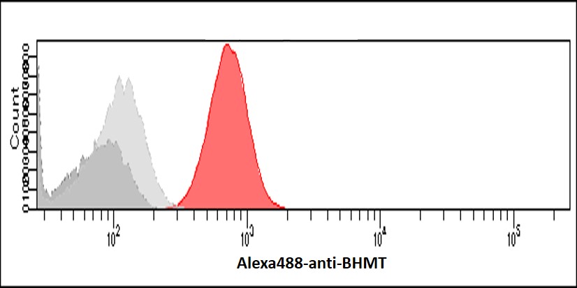 Flow Cytometry - Anti-BHMT antibody [3D6] (AB282156), expandable thumbnail