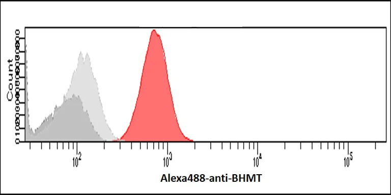 Flow Cytometry (Intracellular) - Anti-BHMT antibody [3D6] (AB282156)