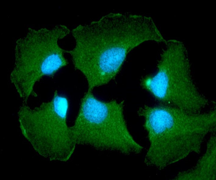 Immunocytochemistry/ Immunofluorescence - Anti-BHMT antibody [3D6] (AB282156), expandable thumbnail