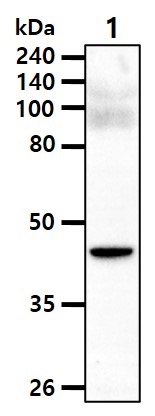Western blot - Anti-BHMT antibody [3D6] (AB282156), expandable thumbnail