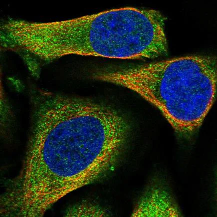 Immunocytochemistry/ Immunofluorescence - Anti-BHMT antibody (AB243698)