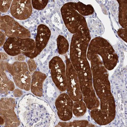 Immunohistochemistry (Formalin/PFA-fixed paraffin-embedded sections) - Anti-BHMT antibody (AB243698)