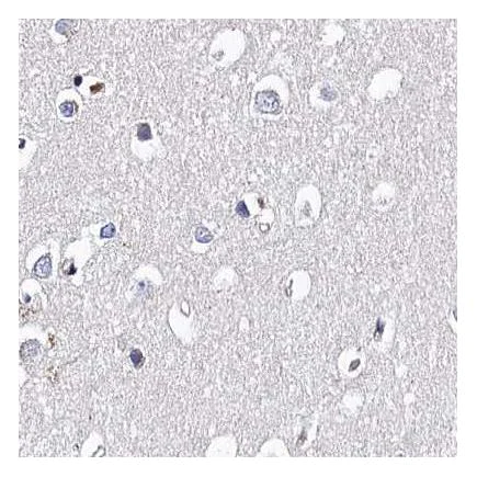 Immunohistochemistry (Formalin/PFA-fixed paraffin-embedded sections) - Anti-BHMT antibody (AB243698)