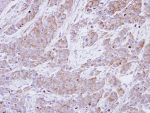Immunohistochemistry (Formalin/PFA-fixed paraffin-embedded sections) - Anti-BHMT antibody (AB96415), expandable thumbnail