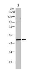 Western blot - Anti-BHMT antibody (AB96415)