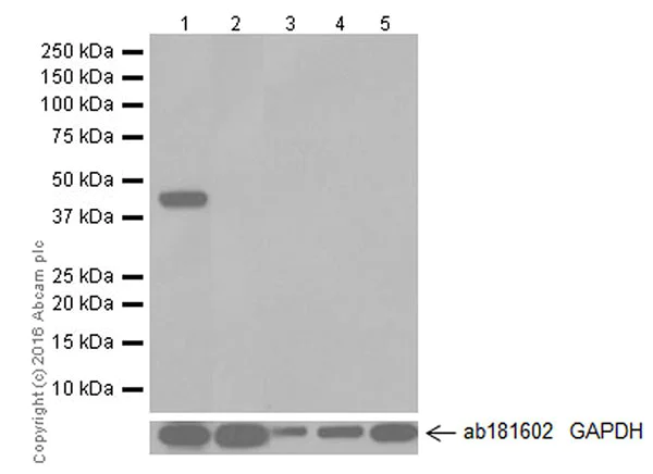 Western blot - Anti-BHMT antibody [EPR20076] - BSA and Azide free (AB223145)