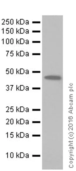 Western blot - Anti-BHMT antibody [EPR20076] - BSA and Azide free (AB223145)