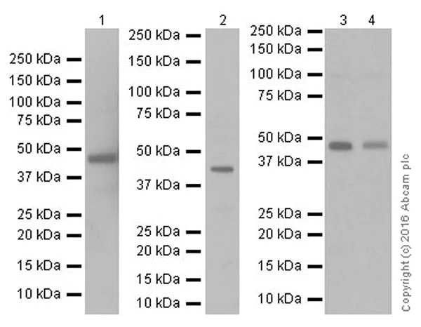 Western blot - Anti-BHMT antibody [EPR20076] - BSA and Azide free (AB223145)