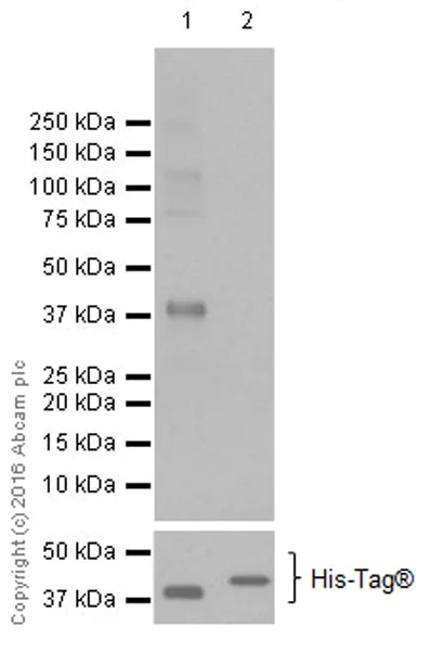 Western blot - Anti-BHMT antibody [EPR20076] - BSA and Azide free (AB223145)