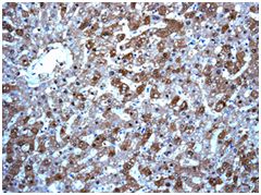 Immunohistochemistry (Formalin/PFA-fixed paraffin-embedded sections) - Anti-BHMT antibody [EPR6782] (AB124992), expandable thumbnail