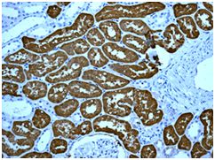 Immunohistochemistry (Formalin/PFA-fixed paraffin-embedded sections) - Anti-BHMT antibody [EPR6782] (AB124992), expandable thumbnail