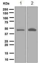 Western blot - Anti-BHMT antibody [EPR6782] - BSA and Azide free (AB248086)
