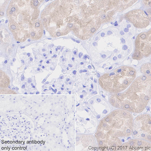 Immunohistochemistry (Formalin/PFA-fixed paraffin-embedded sections) - Anti-BHMT + BHMT2 antibody [EPR20822] (AB213491), expandable thumbnail
