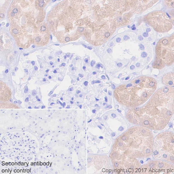 Immunohistochemistry (Formalin/PFA-fixed paraffin-embedded sections) - Anti-BHMT + BHMT2 antibody [EPR20822] (AB213491)