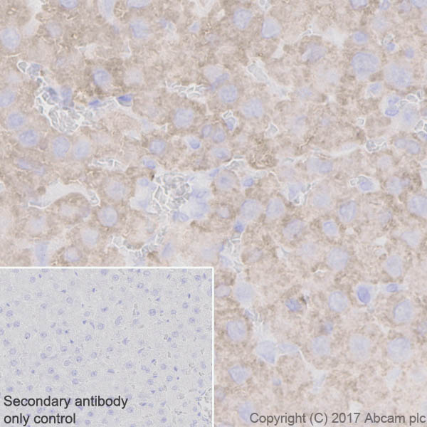 Immunohistochemistry (Formalin/PFA-fixed paraffin-embedded sections) - Anti-BHMT + BHMT2 antibody [EPR20822] (AB213491), expandable thumbnail
