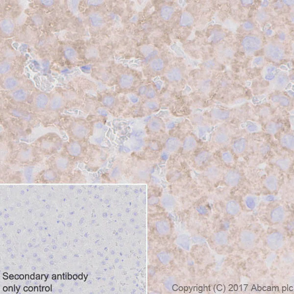 Immunohistochemistry (Formalin/PFA-fixed paraffin-embedded sections) - Anti-BHMT + BHMT2 antibody [EPR20822] (AB213491)