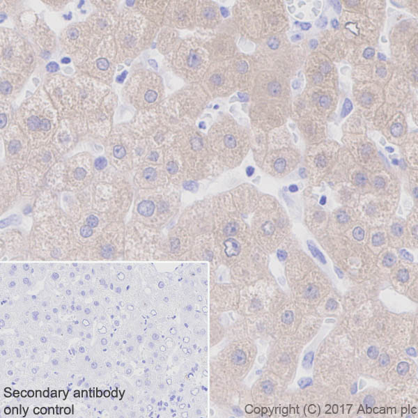 Immunohistochemistry (Formalin/PFA-fixed paraffin-embedded sections) - Anti-BHMT + BHMT2 antibody [EPR20822] (AB213491), expandable thumbnail