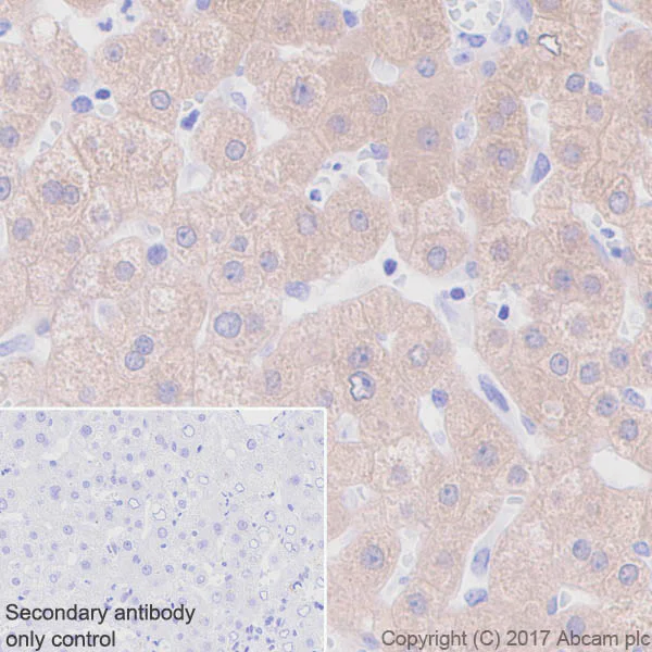 Immunohistochemistry (Formalin/PFA-fixed paraffin-embedded sections) - Anti-BHMT + BHMT2 antibody [EPR20822] (AB213491)