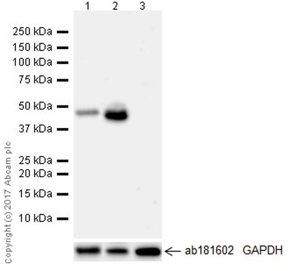 Western blot - Anti-BHMT + BHMT2 antibody [EPR20822] (AB213491), expandable thumbnail
