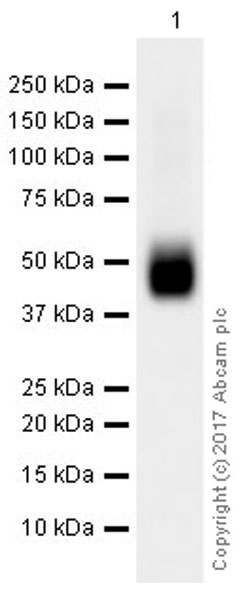 Western blot - Anti-BHMT + BHMT2 antibody [EPR20822] (ab213491), expandable thumbnail