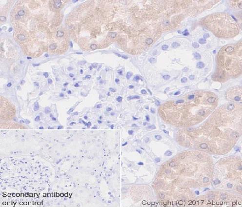 Immunohistochemistry (Formalin/PFA-fixed paraffin-embedded sections) - Anti-BHMT + BHMT2 antibody [EPR20822] - BSA and Azide free (AB230151)