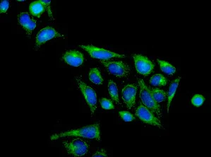 Immunocytochemistry/ Immunofluorescence - Anti-BICD1 antibody [EPR11642] - BSA and Azide free (AB249558)