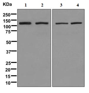 Western blot - Anti-BICD1 antibody [EPR11642] - BSA and Azide free (AB249558), expandable thumbnail
