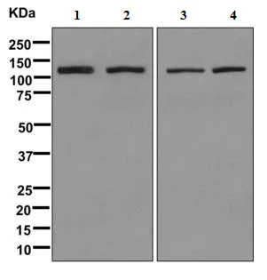 Western blot - Anti-BICD1 antibody [EPR11642] - BSA and Azide free (AB249558)