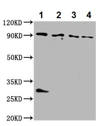 Western blot - Anti-BICD2 antibody (AB237616)