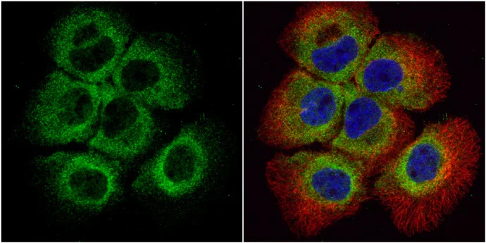 Immunocytochemistry/ Immunofluorescence - Anti-Bid antibody (AB272880)